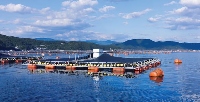 養殖魚への餌やりを最適化するスマート給餌機