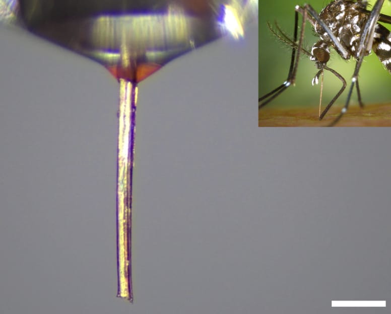 カナダのマギル大学、蚊の口器を3Dプリントのノズルに再利用できる製造技術を開発