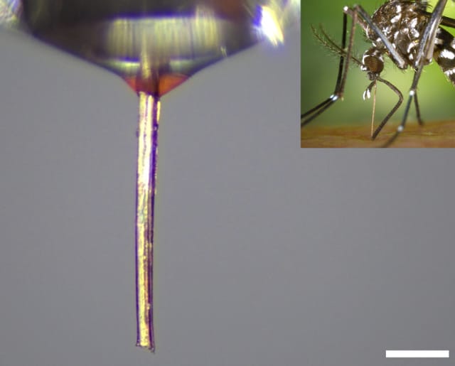 カナダのマギル大学、蚊の口器を3Dプリントのノズルに再利用できる製造技術を開発