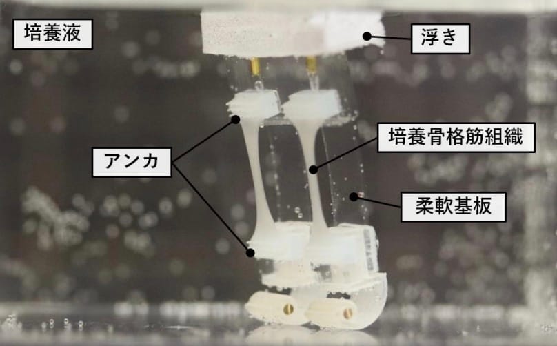 世界初、筋肉で動く二足歩行ロボットを開発─東大・早稲田大研究チームが発表