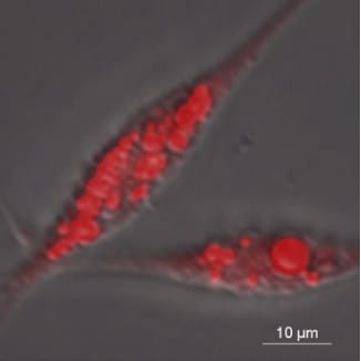 都産技研と北里大学、ウナギの“脂”をつくる細胞の樹立に世界で初めて成功