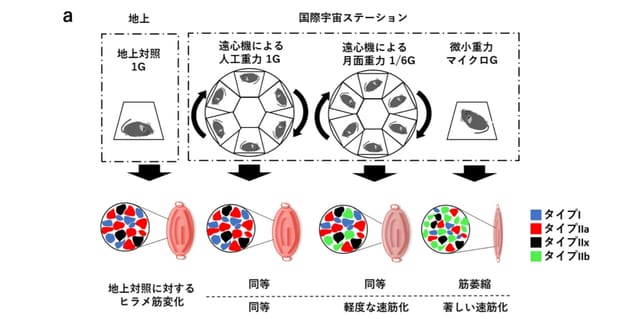 JAXAと筑波大学、月面重力下のマウスの筋肉変化を解明─人類の月面生活実現への新たな一歩