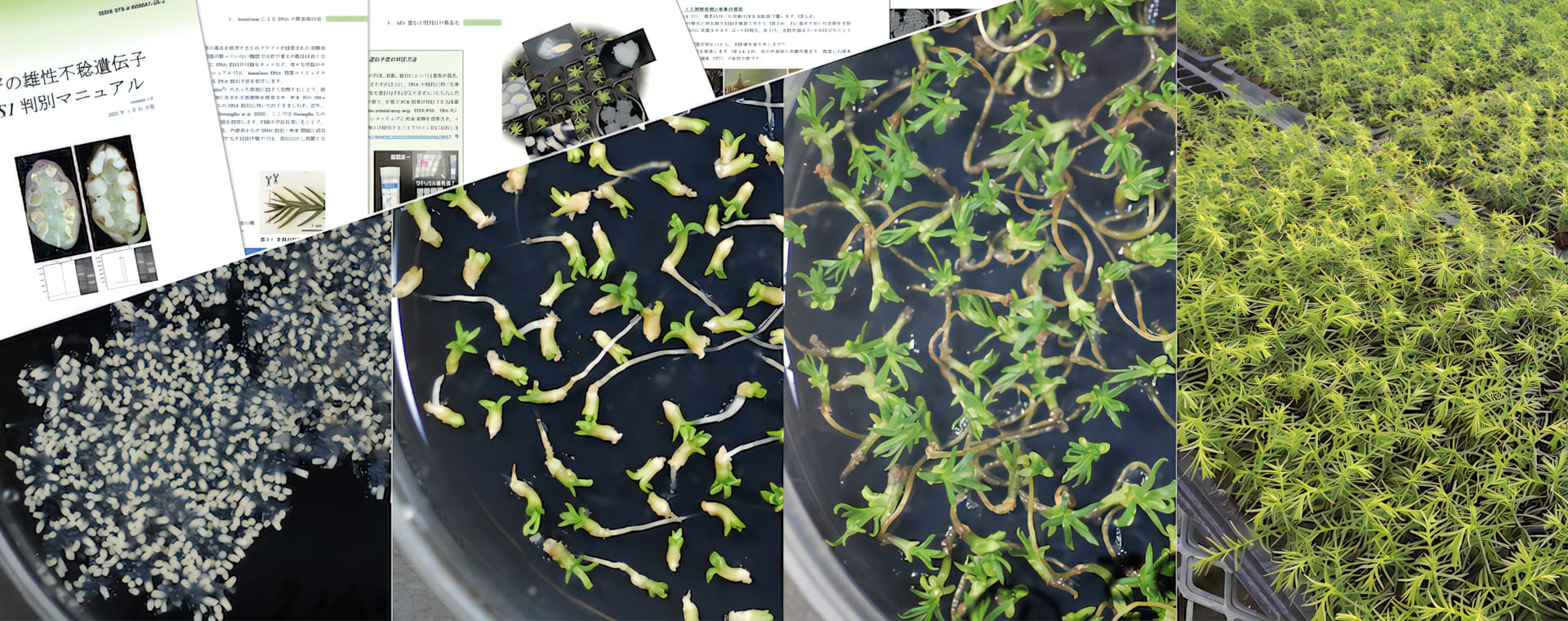 森林総合研究所ら、無花粉スギの苗を選別し量産する技術を開発―スギ花粉症対策に貢献