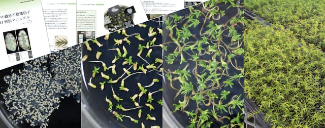 森林総合研究所ら、無花粉スギの苗を選別し量産する技術を開発―スギ花粉症対策に貢献