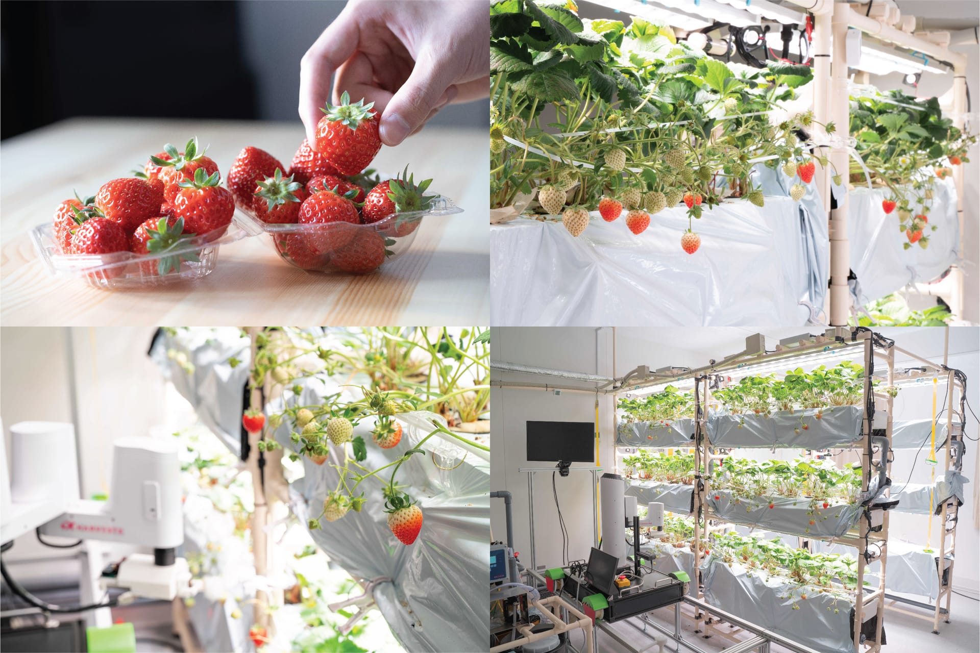 HarvestXがイチゴの完全自動栽培ロボットシステムの研究開発施設「HarvestX Lab」を開設─農業用ロボットの開発を加速