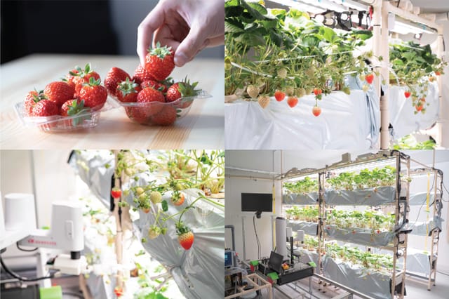 HarvestXがイチゴの完全自動栽培ロボットシステムの研究開発施設「HarvestX Lab」を開設─農業用ロボットの開発を加速
