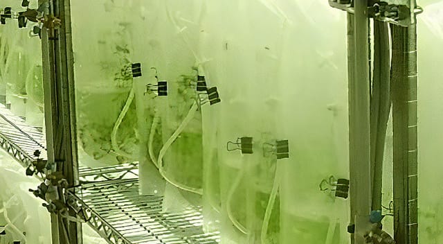 月面農場での食料生産に向けた作物栽培