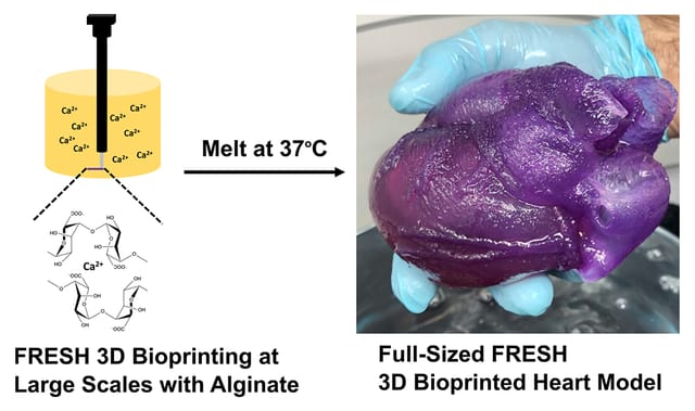 生命を扱う「3Dバイオプリンティング」の世界、2020年の注目ニュースを振り返る