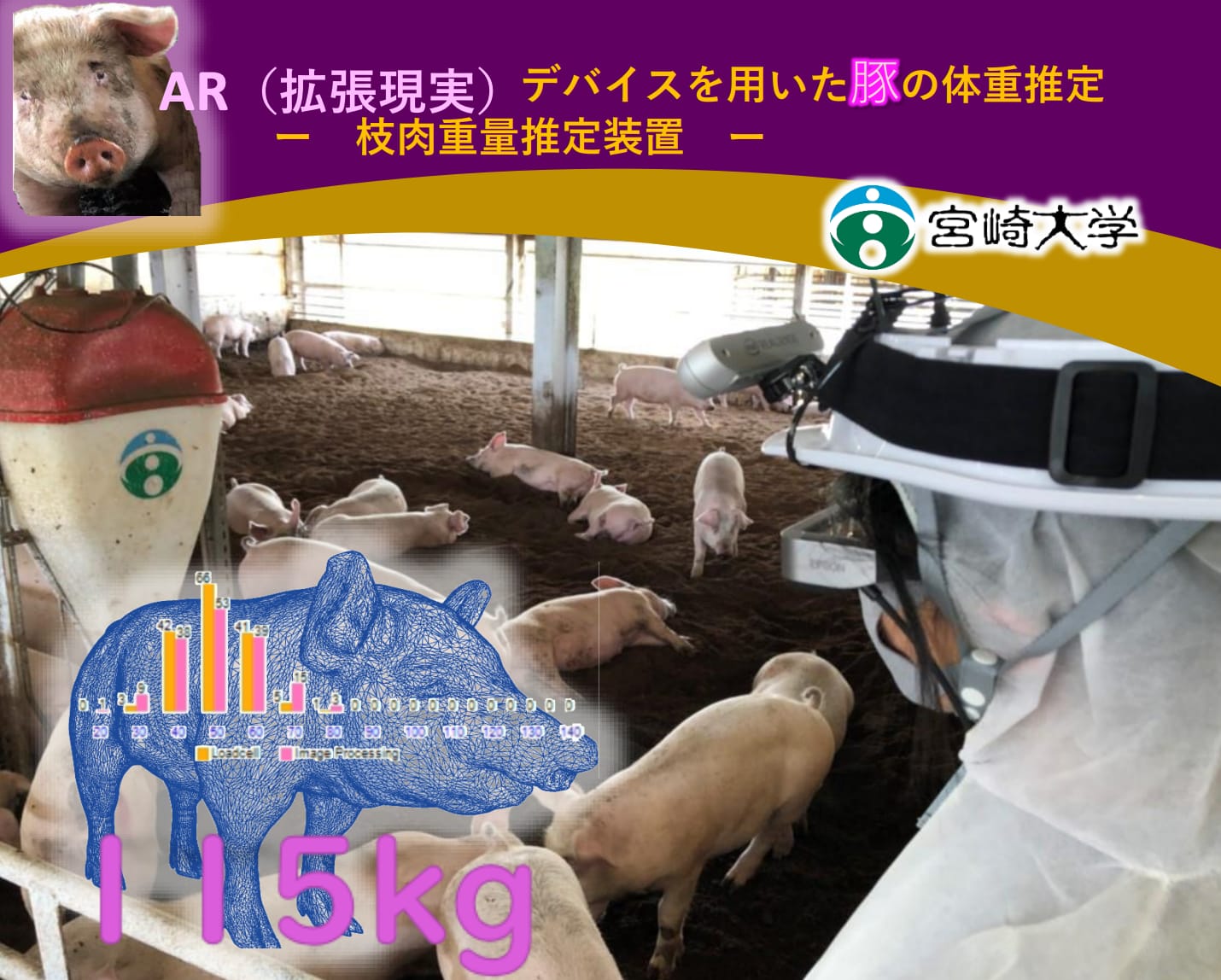 pig