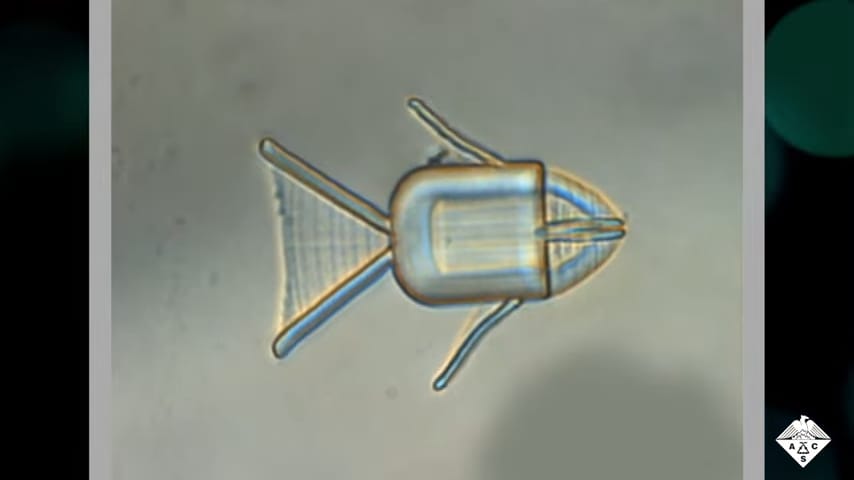Shape-Morphing Microrobots