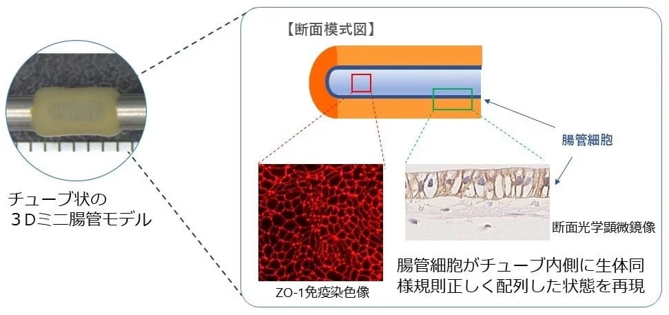 株式会社サイフューズ、「3Dミニ腸管モデル」作製技術を新たに開発―ヒト臓器の機能の一部を体外で再現
