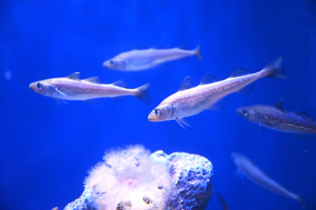 身近な魚から作られた生体用の強力接着剤