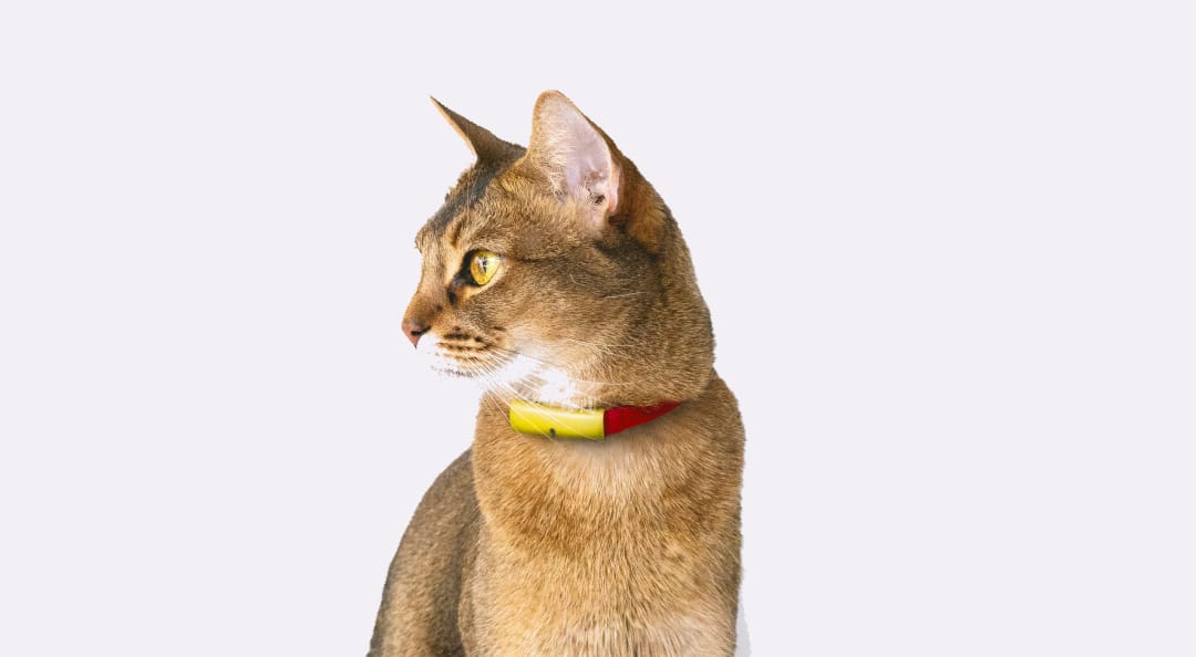 猫の行動を24時間365日記録する、首輪型IoTデバイス
