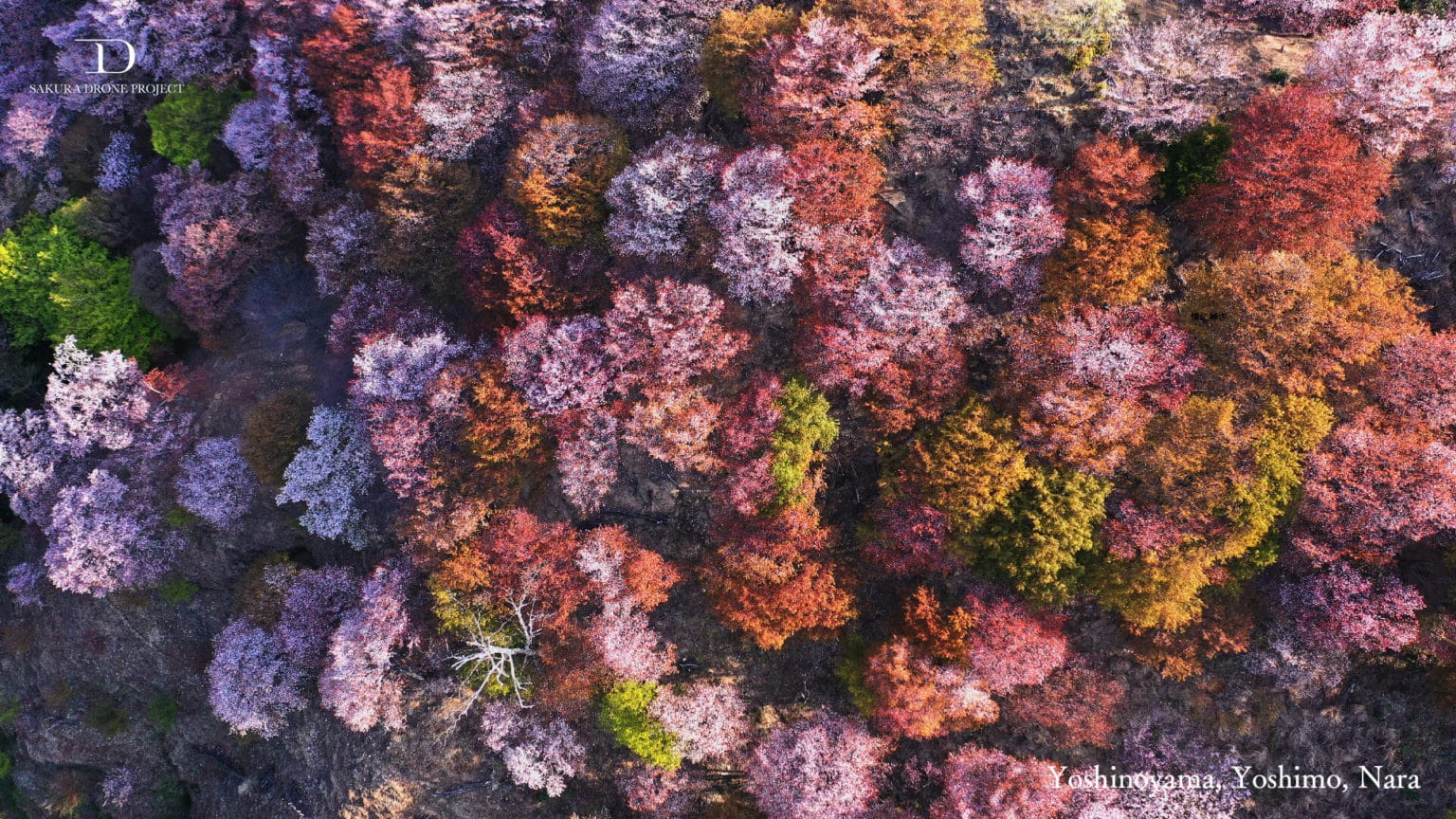 「桜ドローンプロジェクト2021」が、オンライン花見やZoom会議に使える桜の壁紙を無償提供、桜の名所を巡るYouTube生配信も開催