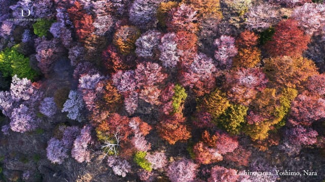 「桜ドローンプロジェクト2021」が、オンライン花見やZoom会議に使える桜の壁紙を無償提供、桜の名所を巡るYouTube生配信も開催