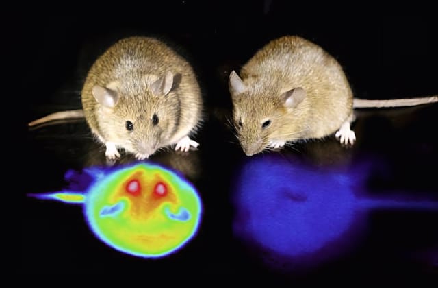 究極の省エネ状態「人工冬眠」を誘発する神経