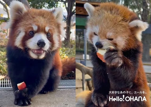動物園や水族館のお気に入りの動物に「食事」をプレゼントして見守れる推し活サービス―「Hello!OHANA」