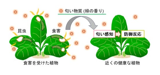 植物が"匂い"を感じる瞬間の可視化に成功─植物同士のコミュニケーションの解明に大きく前進