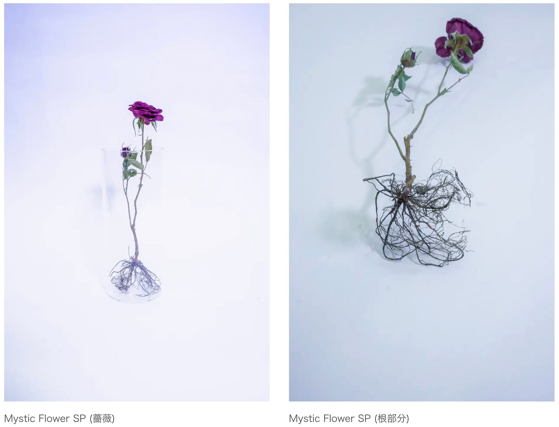 世界初、超音波で生花を保存する「ミスティックフラワー」が商品化 世界初、超音波で生花を保存する「ミスティックフラワー」が商品化