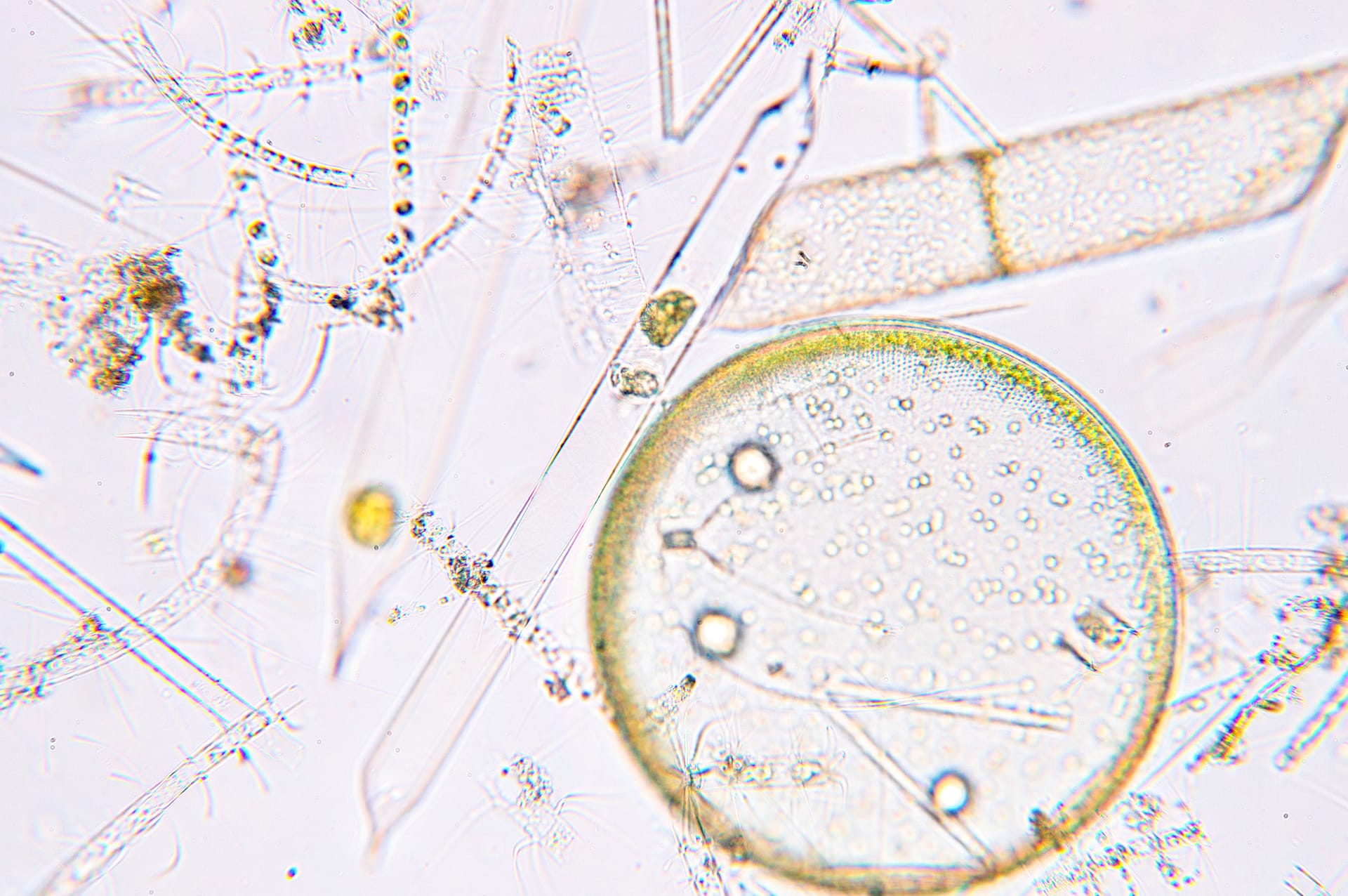 石油と同じ成分を体内でつくりだす植物プランクトンを海洋研究開発機構が発見