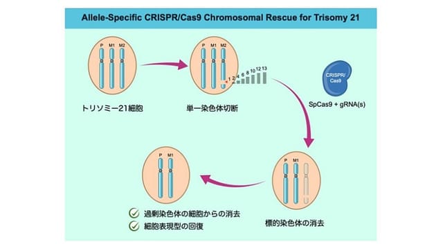 ダウン症の原因となる染色体を除去する手法を開発―三重大ら、iPS細胞で実証