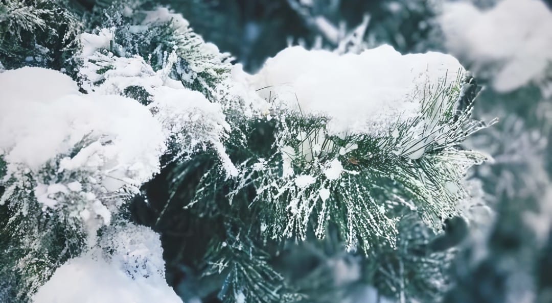 Snow Magic Decor