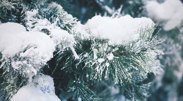 “本物よりもリアルな雪”の表現で空間演出する人工雪ブランド