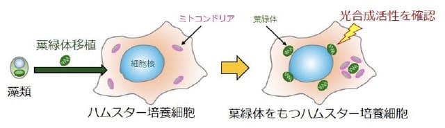 東京大学ら共同研究グループ、光合成を行う葉緑体をハムスターの動物培養細胞に移植することに成功