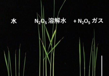 宇宙での食料自給を支える、月面農業に利用可能な窒素固定技術