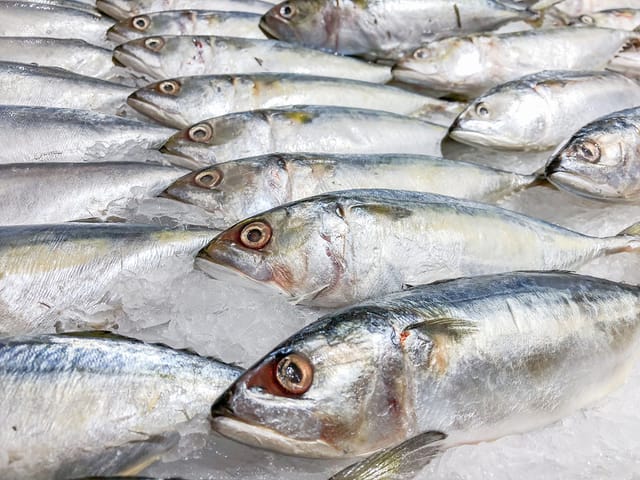 魚の鮮度測定テクノロジー