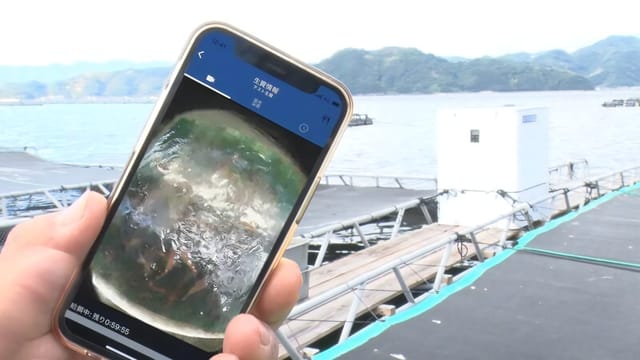 くら寿司100％出資の新会社「KURAおさかなファーム」設立─スマート養殖による国内初のオーガニックフィッシュを生産