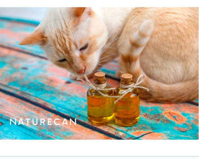 CBDブランドNaturecan、“猫の日”にちなんで猫用CBDオイルを販売